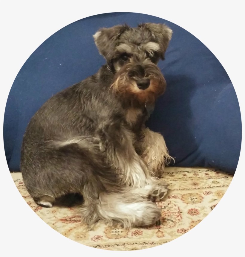 Xena In Circle 5 Months W=424&h=450 - Miniature Schnauzer, transparent png download