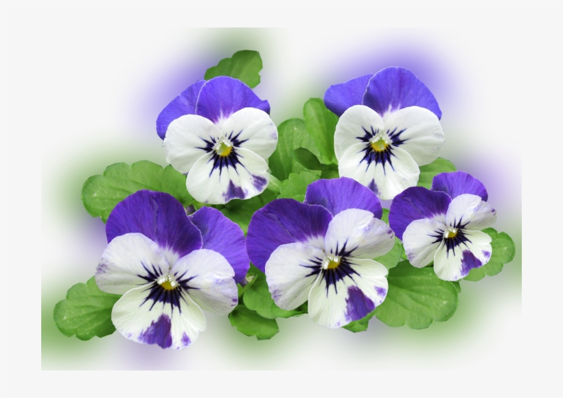 Color Palette Ideas From Flower Flowering Plant Pansy - Pansy, transparent png download