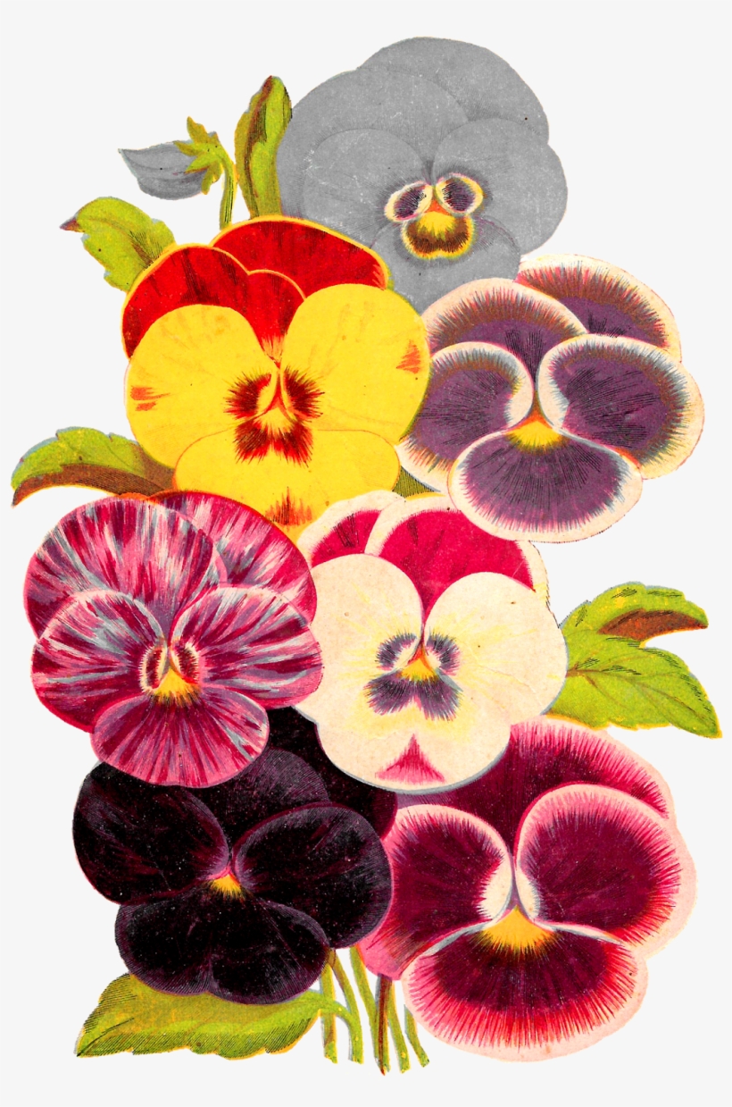 Vintage Pansy Image - Pansy Vintage Png, transparent png download
