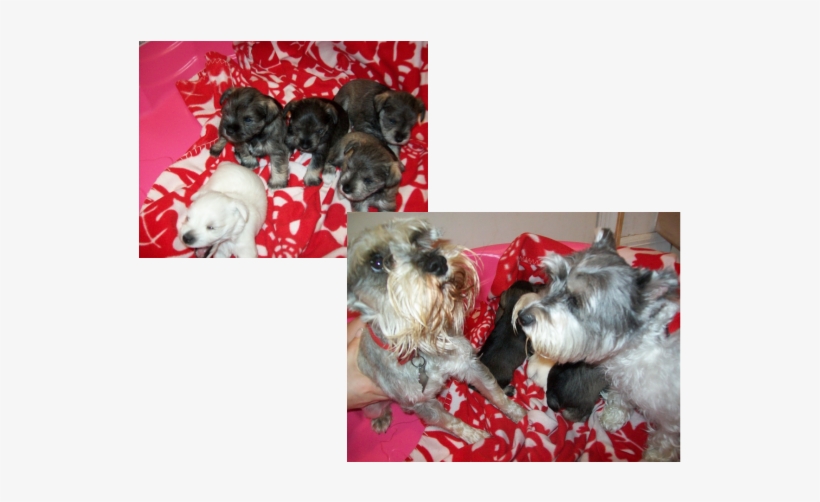 Welcome To Toy Schnauzer House Of Long Island New York - House, transparent png download