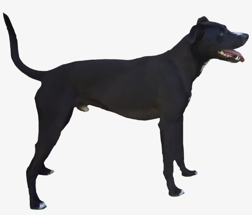 Being A Dog Shouldn't Be Boring - Dog, transparent png download