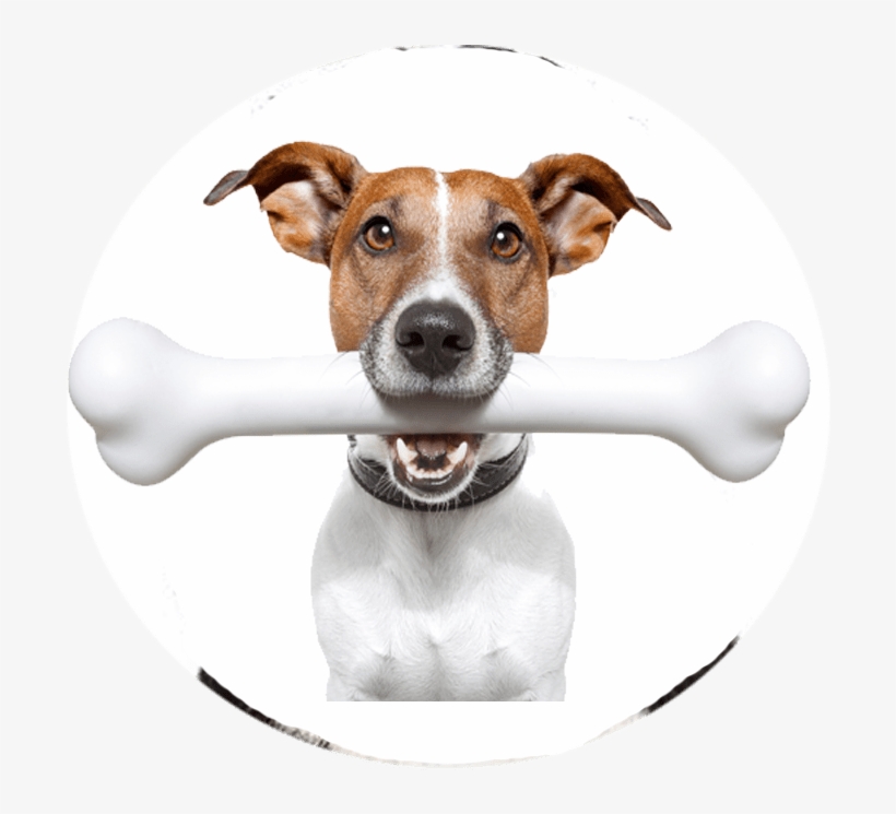 6 Steps To﻿﻿ ﻿stop Your Dog Barking [free Printable] - Un Perro Con Un Hueso, transparent png download