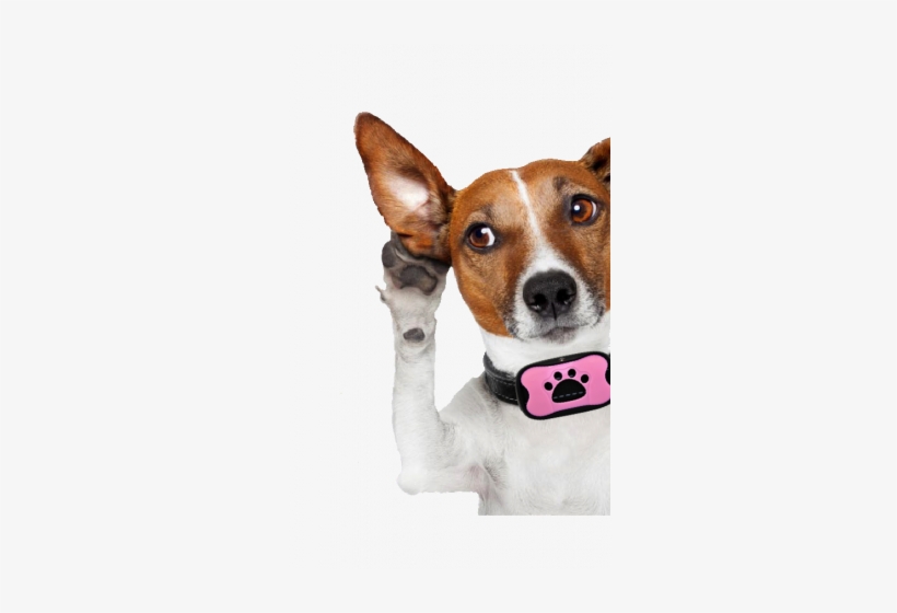 Launch Of A High Quality All Weather No Shock Dog Training - Wahl Easy Ear Cleaner - 500 Ml, transparent png download