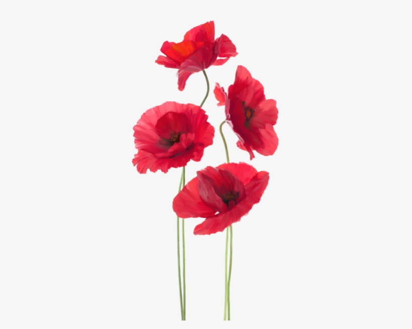 Previous - War Poppy, transparent png download