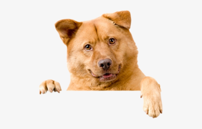 Freeform Dog - Domestic Cats And Dogs, transparent png download