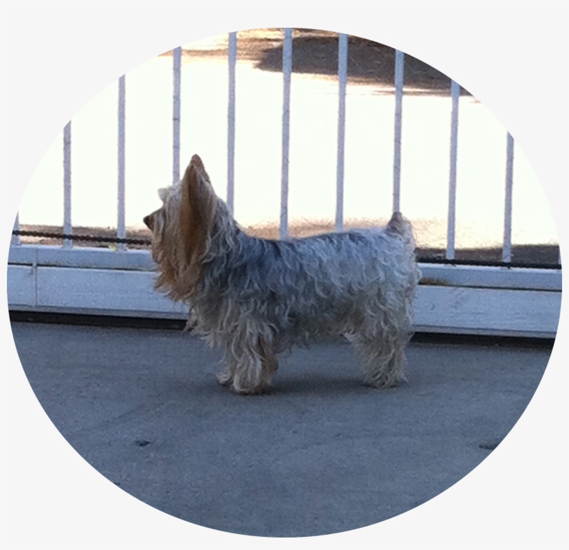 Img - Australian Silky Terrier, transparent png download