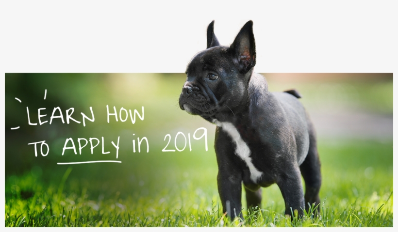 Florence, Az Celebrates Annual Pooch Party After Receiving - French Bulldog, transparent png download