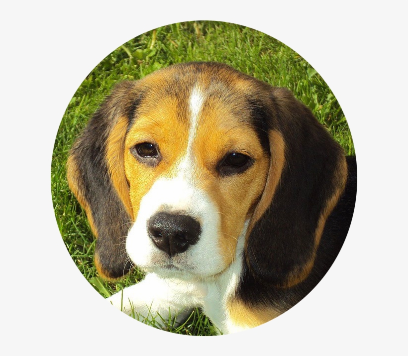 The Training Begins When Your Dog Is Barking - Dog Photo Personalized Square Car Magnet 3" X 3", transparent png download