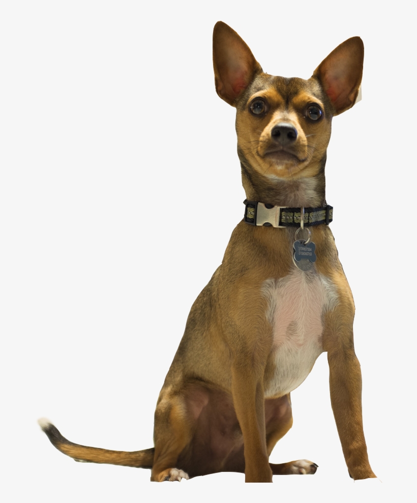 Barking Cheweenie - Companion Dog, transparent png download
