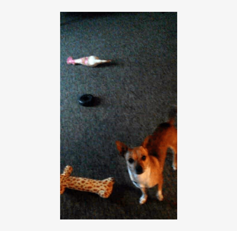 Pansy Adopted Into A Forever Home - Chihuahua, transparent png download