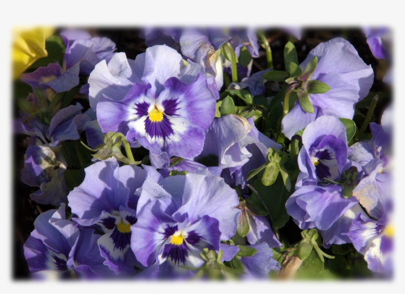 Contact Us - Pansy, transparent png download