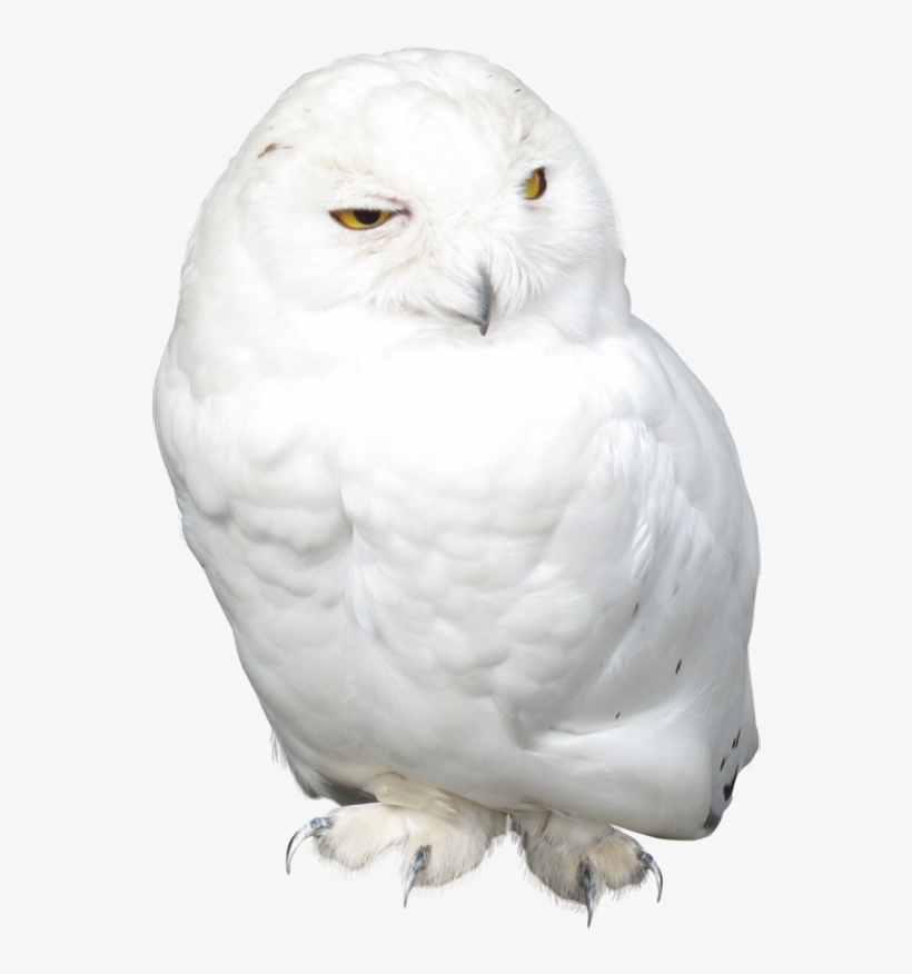 White Owl Png, transparent png download