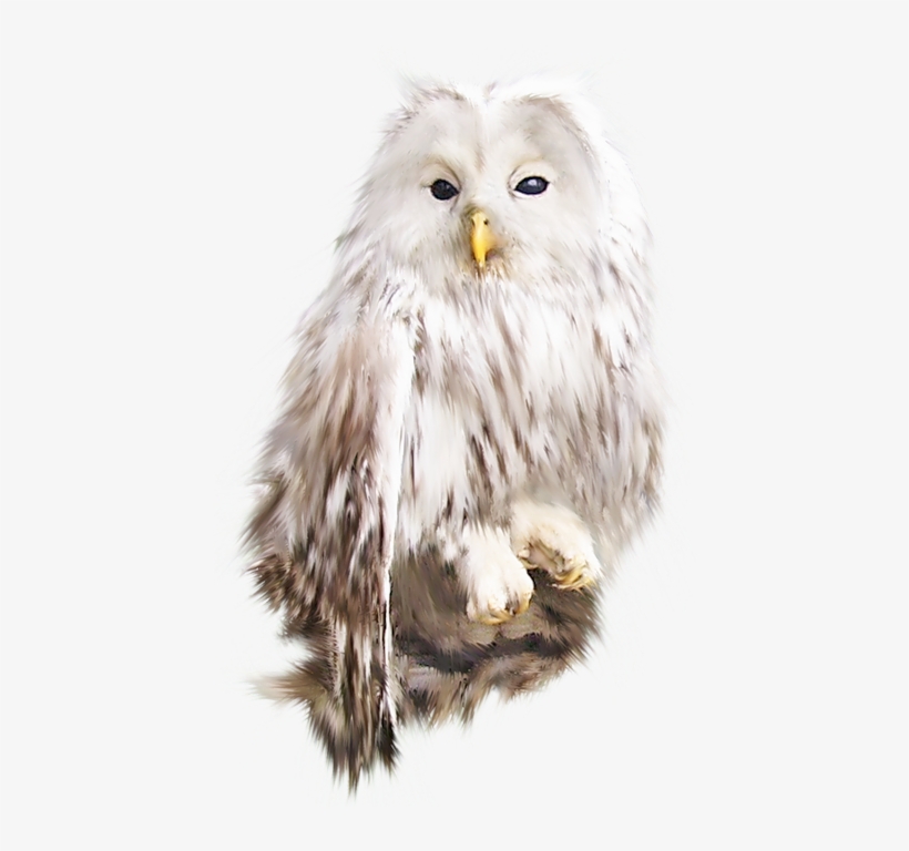 White Owl Transparent, transparent png download