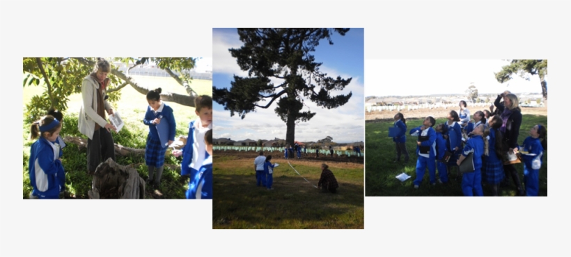 Mother Teresa Ps Photo - Photograph, transparent png download