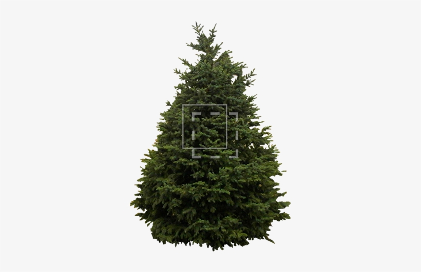 Source - Www - Wpclipart - Com - Bare Christmas Tree Png, transparent png download
