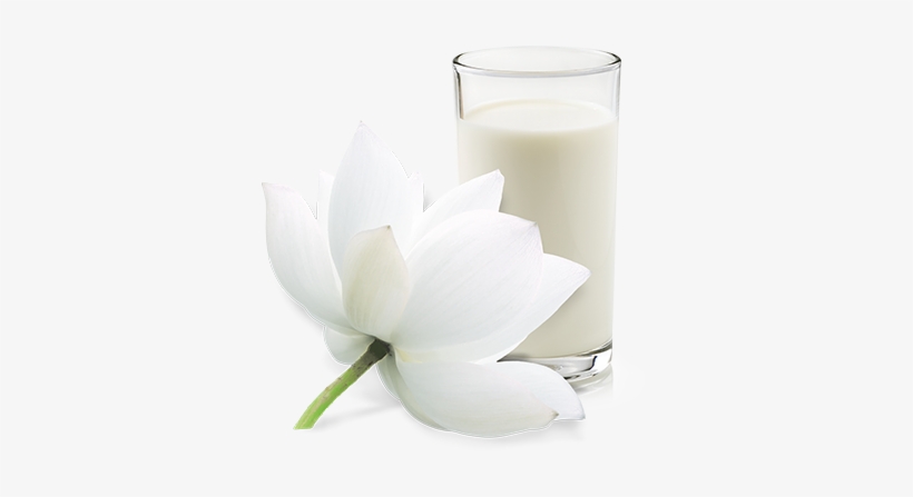 Purity And Clarity - Portable Network Graphics, transparent png download