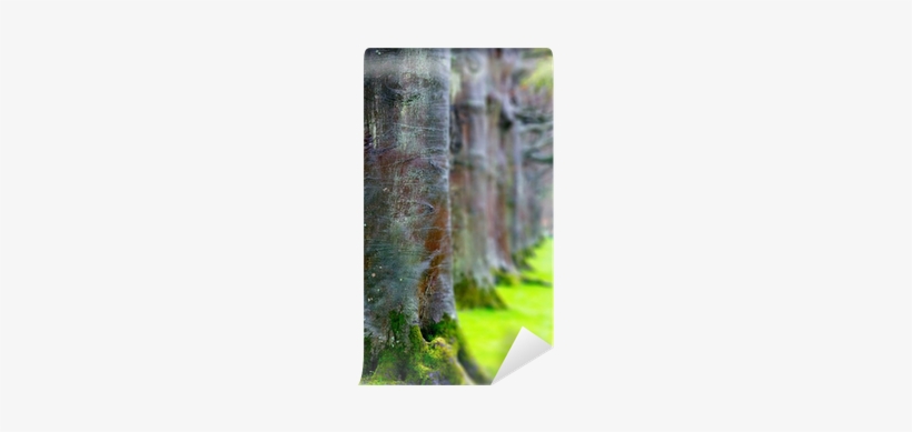 Tree, transparent png download