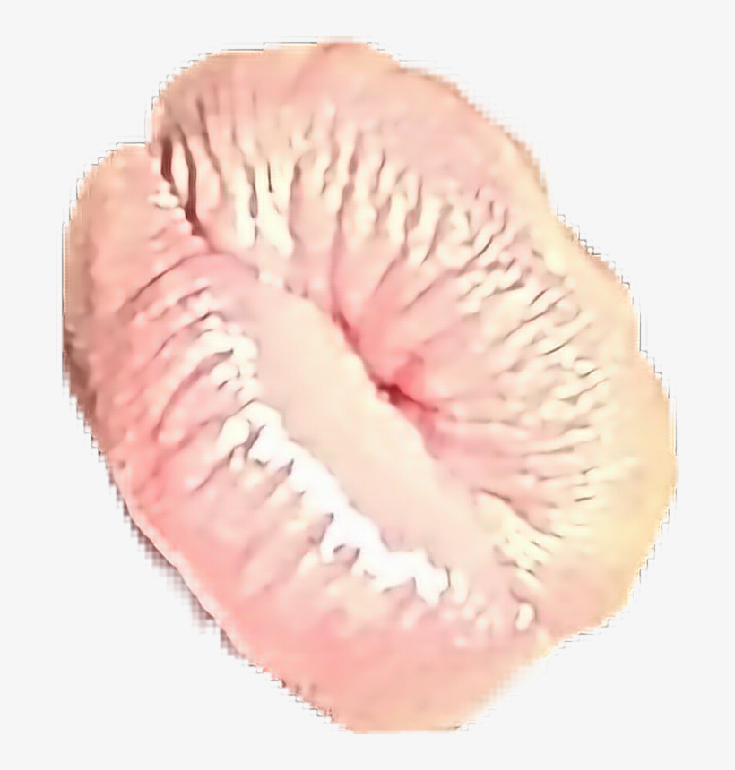 Stony Coral, transparent png download