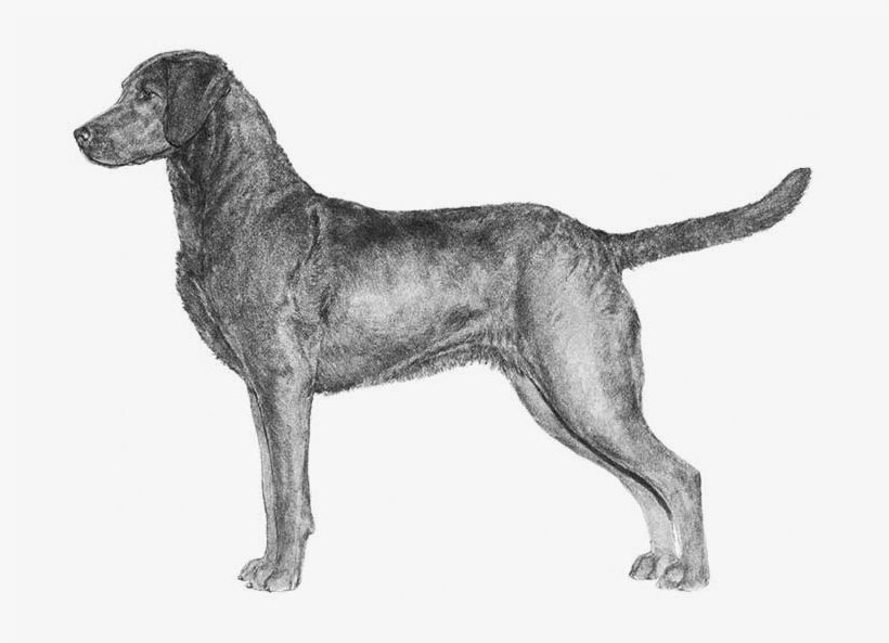 Types Of Dogs, transparent png download