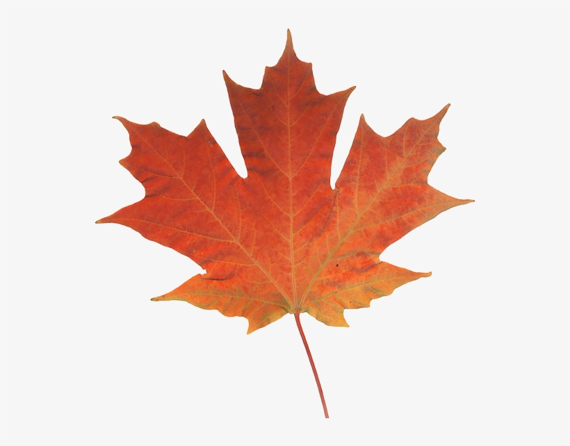 Offices Across Western Canada - Leave Fall, transparent png download