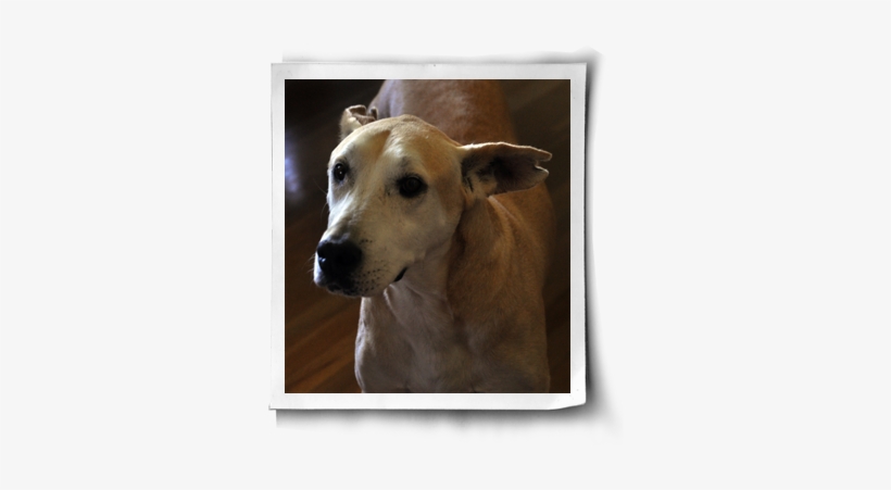 Good Nutrition For Healthy Vegan Dogs Post Image - Health, transparent png download