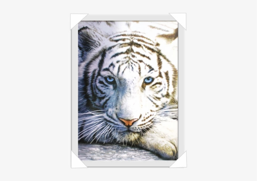 #212 - White Tigers From Tiger's Curse, transparent png download
