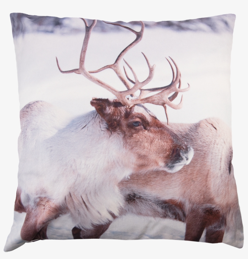 8901 Koristetyynynpäällinen Poro - Cushion, transparent png download