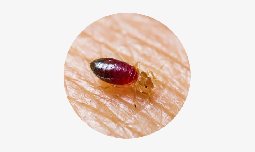 Os Percevejos De Cama São Insetos Viajantes - Puce De Lit Comment S En Débarrasser, transparent png download