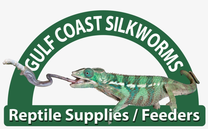 Find The Largest Selection Of Butterfly Cages On The - Philippine Muslim Teachers College, transparent png download