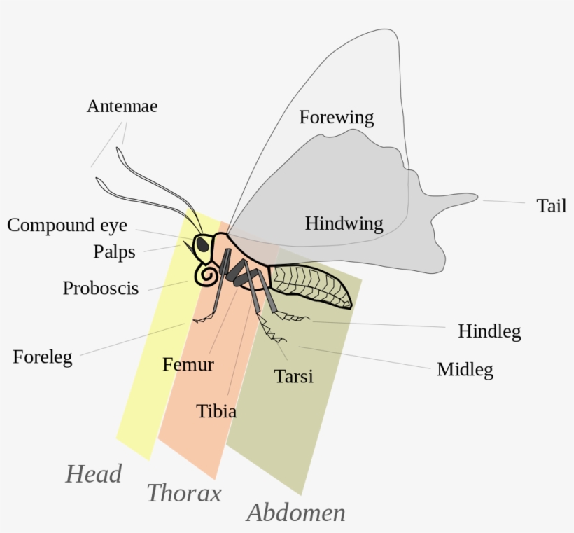 282 × 240 Pixels - Morfologi Rama Rama, transparent png download