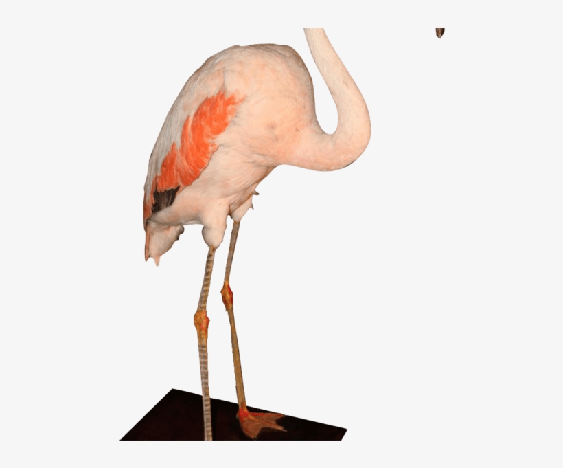 Stuffed Pink Flamingo - Stuffed Flamingo, transparent png download