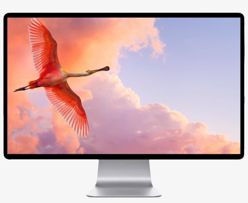 Score 54% - Save Birds This Uttarayan, transparent png download