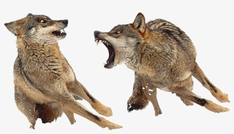 Cutout - Wolf Conceptart, transparent png download