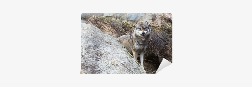 Lobo Furioso, transparent png download
