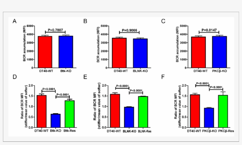 Genetic Ablation Of Btk, Blnk, Or Pkcb Blunts The Ability - Diagram, transparent png download