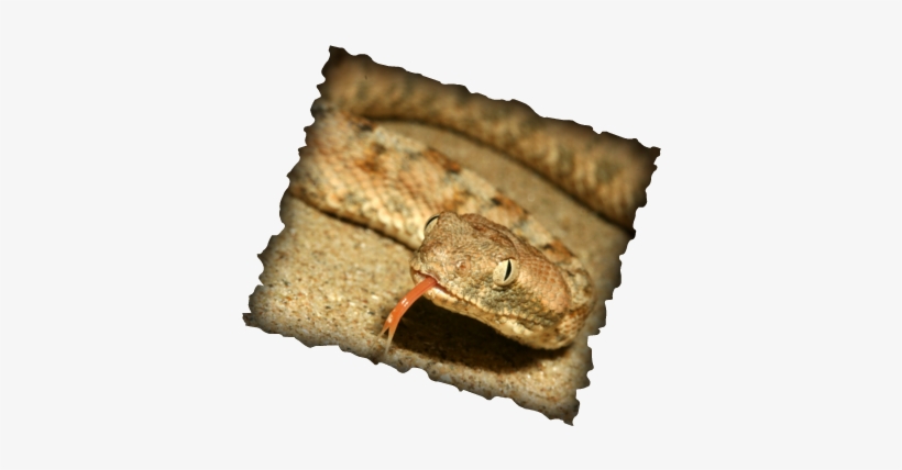 Red Tongue - Chabad On Campus International Foundation, transparent png download