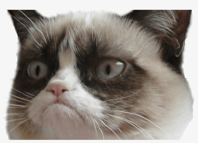 15 Grumpy Cat Png For Free Download On Mbtskoudsalg - Grumpy Cat Postcard Book: 30 Postcards Unlimited Frowns, transparent png download