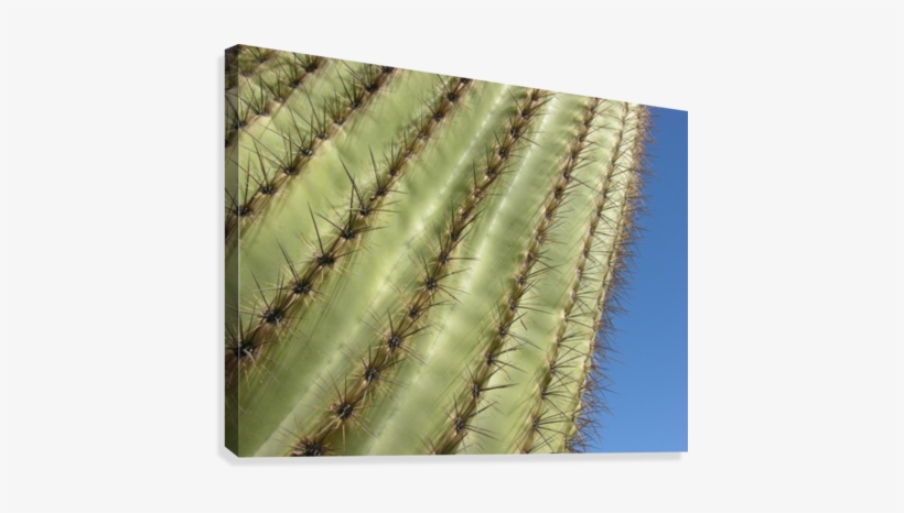 Saguaro Cactus Photograph Canvas Print - San Pedro Cactus, transparent png download