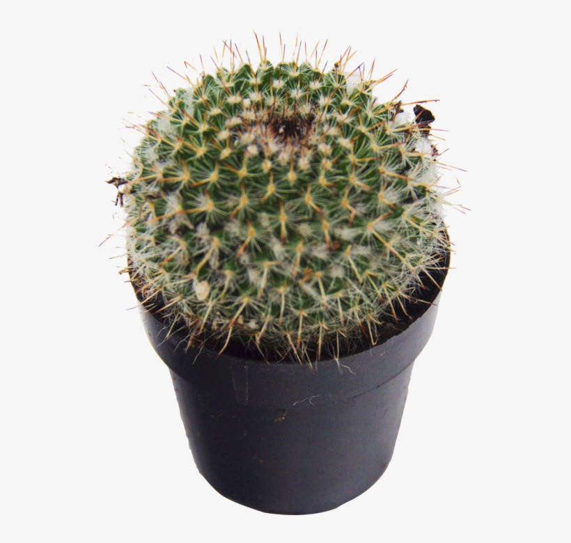 1-pack Saguaro Cactus Succulent - Cactus, transparent png download