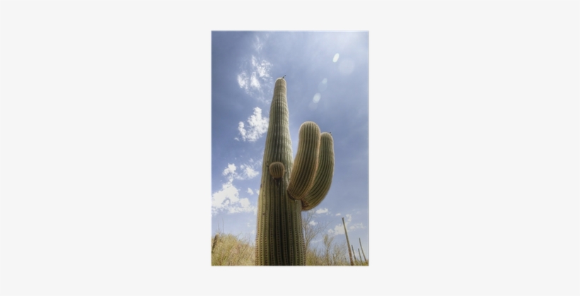 Saguaro Cactus In The Sonoran Desert Poster • Pixers® - Sonoran Desert, transparent png download