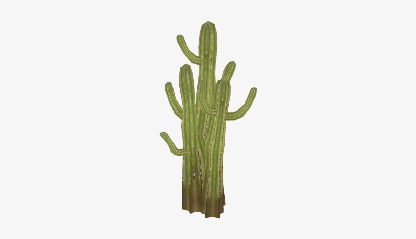 Cactus3 - San Pedro Cactus, transparent png download