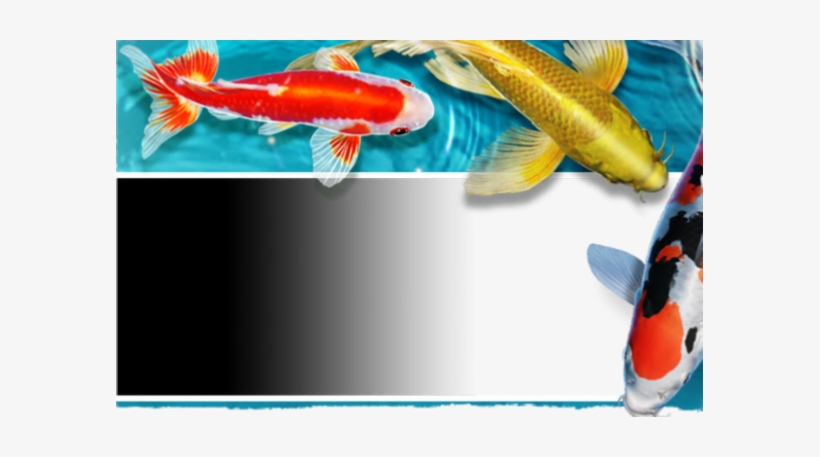 Butterfly Koi, transparent png download