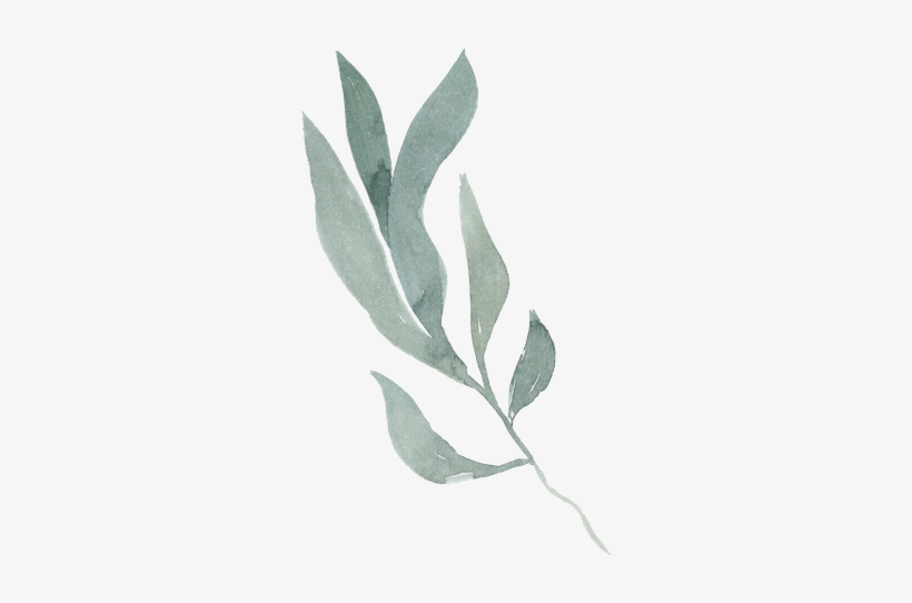 A La Carte - Russian Olive, transparent png download