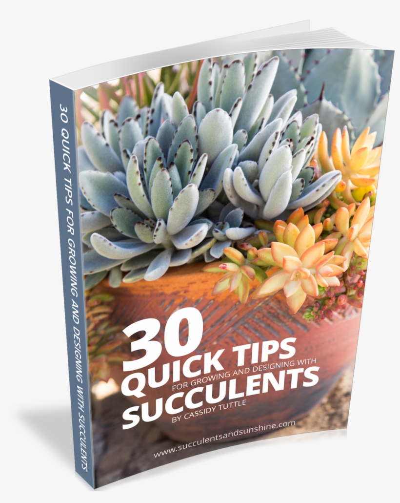 30 Quick Succulent Tips - 30 Quick Tips For Growing And Designing, transparent png download