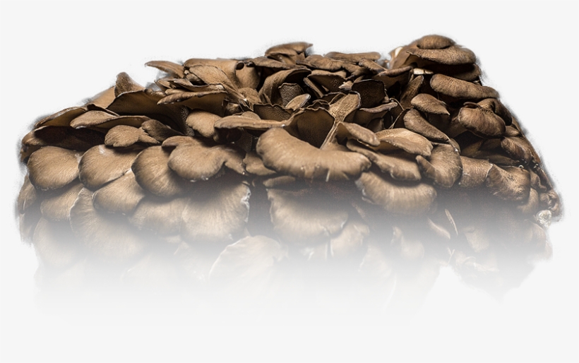 Mushroom - Portable Network Graphics, transparent png download