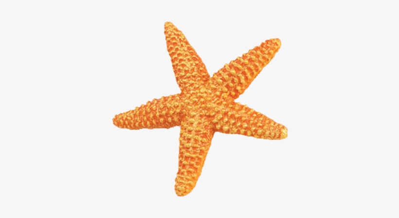 Transparent Background Star Fish, transparent png download