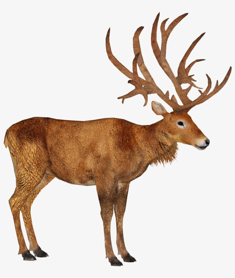 Schomburgk's Deer M - Schomburgk's Deer Png, transparent png download