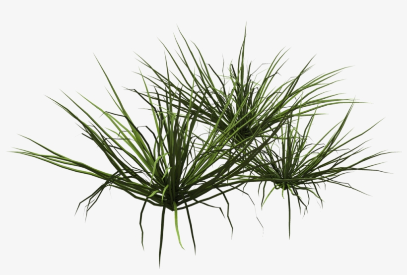 Deviantart Lawn Shrub Clip Art Ornamental Transprent - Deviantart, transparent png download