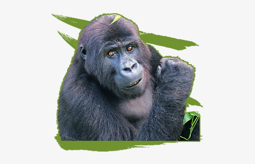 Png Royalty Stock Gorilla Clip Art Panda Images - Education, transparent png download