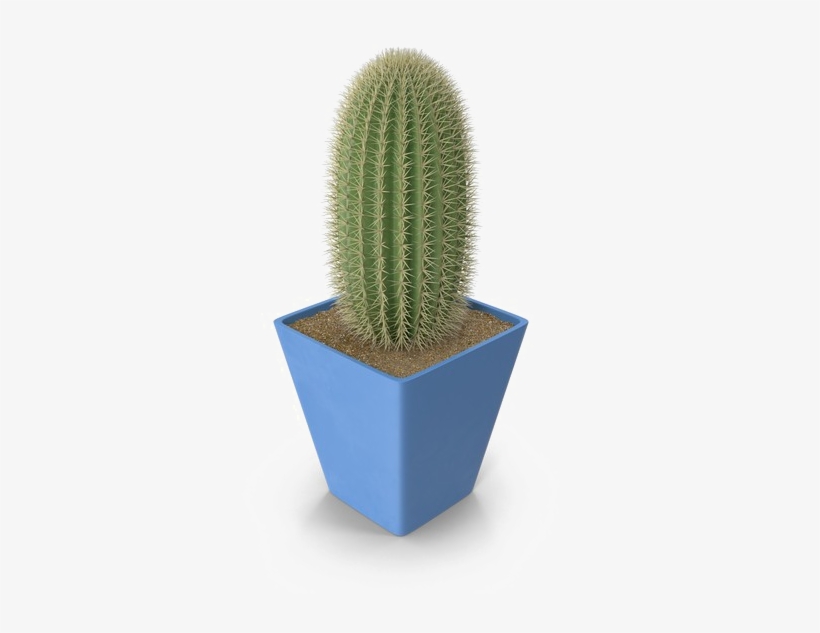 Saguaro Cactus Png Photo - Cactus, transparent png download